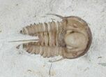 Scarce Cyphaspis Carrolli Trilobite - Oklahoma #47134-1